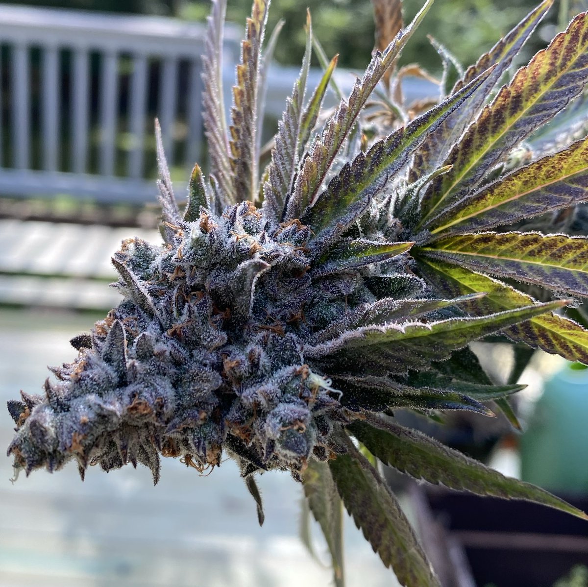 letmeknowbarry's tweet image. Nova 91 x RR from @irvineseedco bred by @breeder_j Day 64, she’s done I’d say