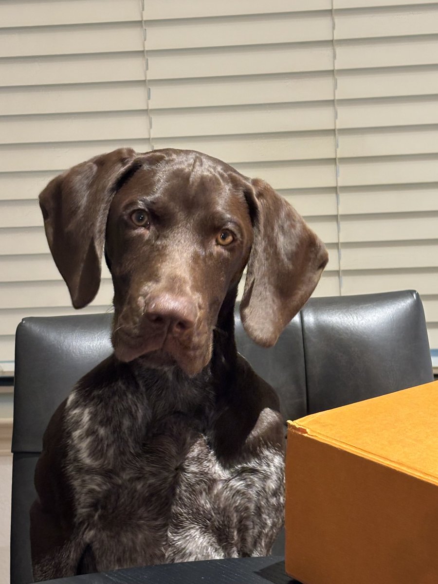 KiahB9's tweet image. My dog is actively seeking employment opportunities. Strong skills in loyalty, nose for opportunity, and morale boosting. Still waiting on HR to explain why dogs can’t get a paycheck. 🐾💼 🤎#GermanShorthairedPointer