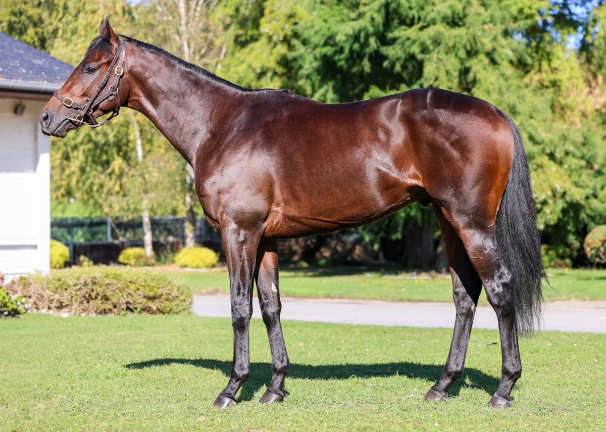 Excited to be adding impressive maiden winner Wapeka to the <a href="/InfoArqana/">ARQANA</a> Arc Sale Saturday ✨

He’s all class 💫

A son of <a href="/DarleyEurope/">Darley in Europe</a> Dubawi! 

Selling under <a href="/jamierailton/">Jamie Railton Sales Agency</a> he will be available for viewing at St Cloud from tomorrow afternoon😍