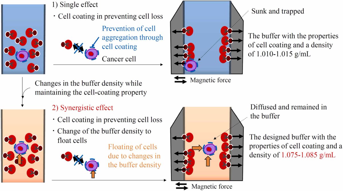 🔗 Design of buffer property for the new enrichment method of circulating tumor cell based on immunomagnetic-negative separation. DOI: doi.org/10.1016/j.csbj…

📚 CSBJ Nanoscience &amp; Advanced Materials: csbj.org/nano

#CancerDiagnostics #Oncology #Nanotech <a href="/CSB_Journal/">CSBJ</a>