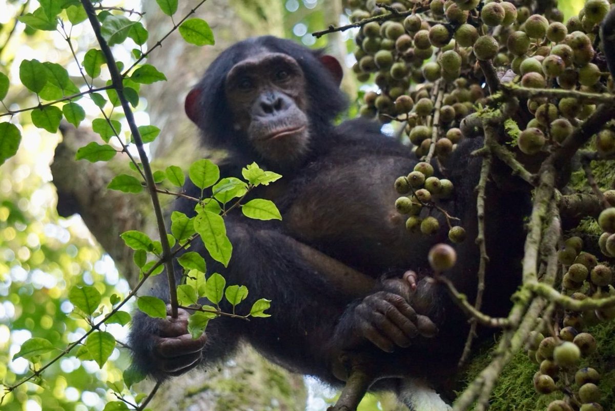 Andrew Musk tweet media