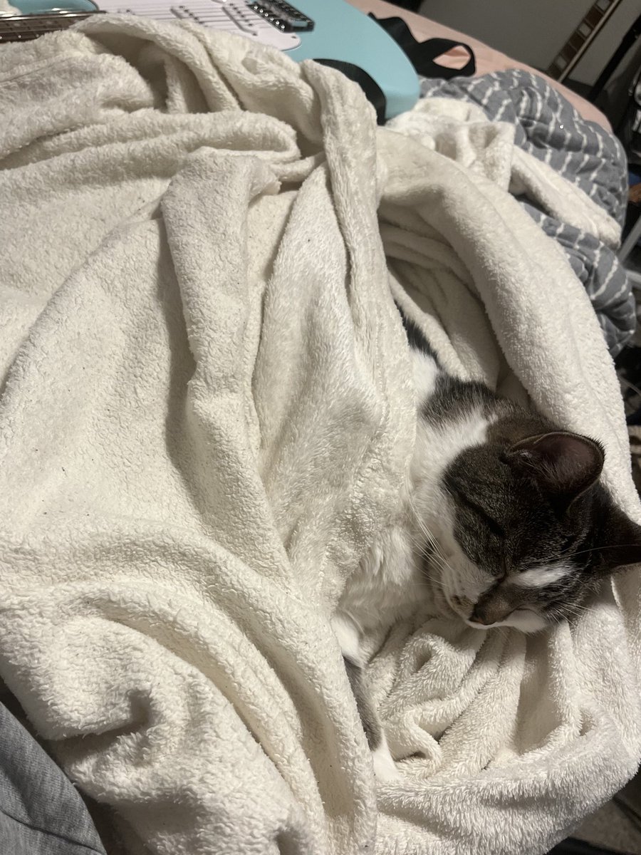 WinkyDinkus's tweet photo. fatass stole my blankie https://t.co/JN6egdSXtD