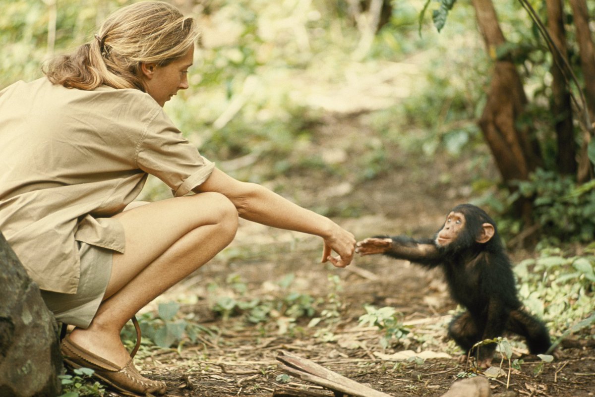 hacking_tyler's tweet image. I met Dr. Jane Goodall during #covid on a zoom seminar. 
Her work with chimpanzees reminds us of our deep &amp;amp; important connection with nature.
Thank you for inspiring me &amp;amp; others to be better scientists &amp;amp; to protect nature, rest in peace. 
#science #education #nature #JaneGoodall