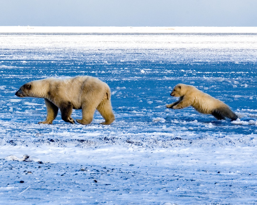Alaska'nın donmuş sahilinde, bir anne kutup ayısı sessiz bir güçle hareket ederken yavrusu yetişmek için sıçrıyor.