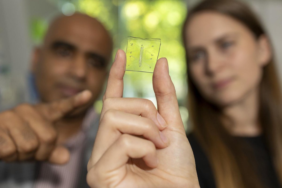 MEGeorgiaTech's tweet image. A living lung-on-a-chip — now with a working immune system.
Led by the Woodruff School’s @Dr_ASingh, this breakthrough mimics how real lungs fight infection, opening doors for new treatments and personalized medicine. 🫁
Read more: bit.ly/477UeVO