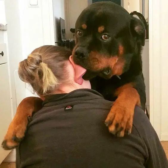 k_donna67's tweet photo. https://t.co/mGhRP7bMcW

#zoosexual #zoosexuality #zoolove #zoopride #zoopositivity #zoosarevalid #zoo #Beastiality #Zoophilia #Doggirl #Horsegirl #Animalporn #Animalsex #Zootube #Teens #ZooRp #Zoosex #ZoopornPREMIUM https://t.co/cClFsSuF2m