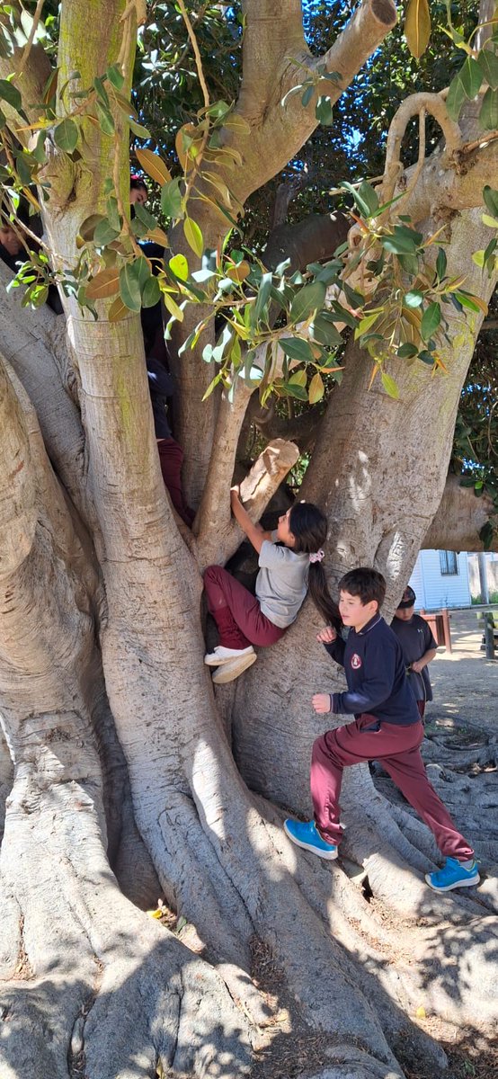 Escuela El Convento tweet media