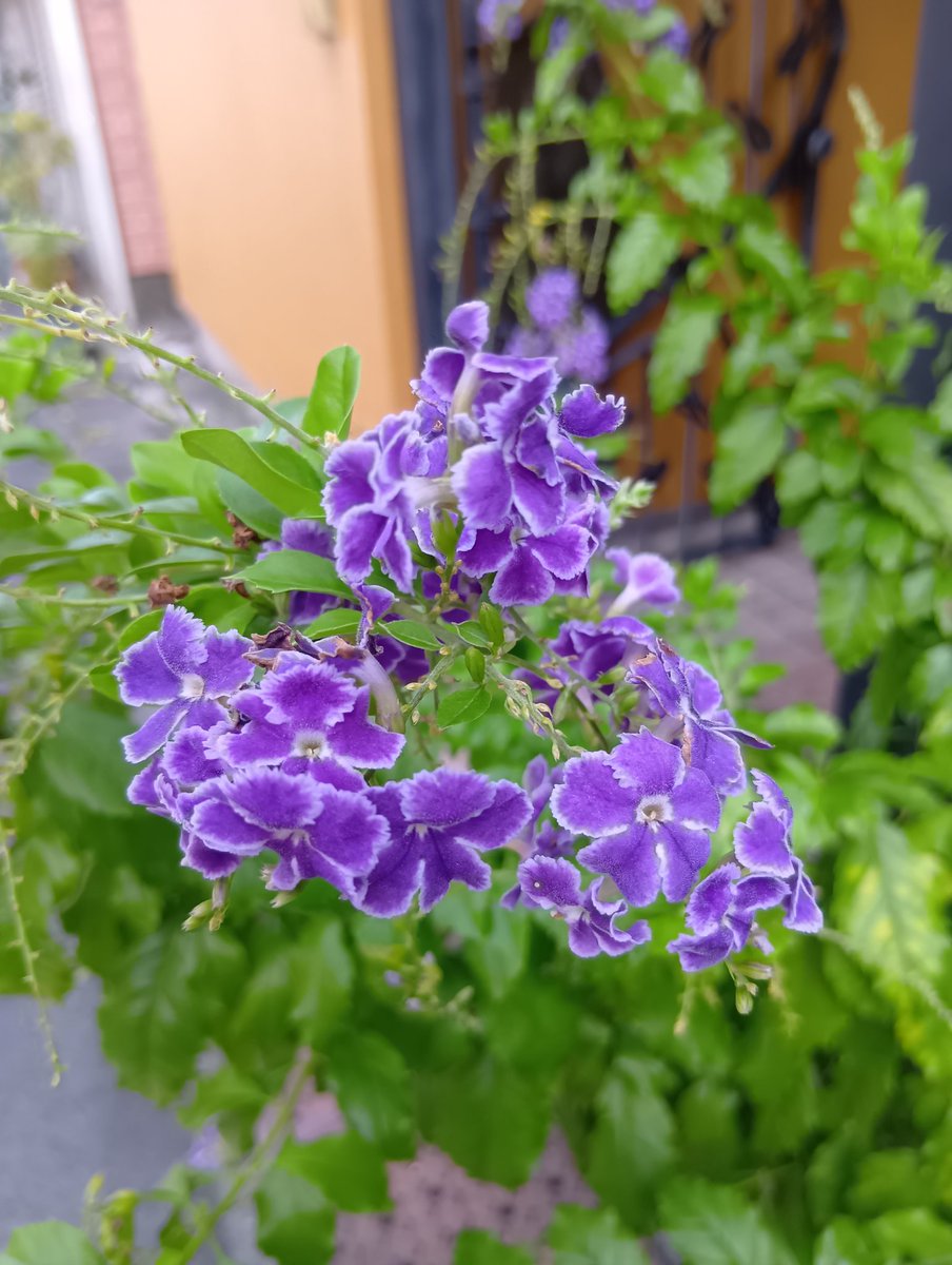 今日の手洗いも、百人一首から、大僧正行尊様とともに

もろともに
あはれと思へ
山桜
花よりほかに
知る人もなし

おはようございます
今日を佳い日に出来ますように🤗

湿度が程よいって、何て幸せ