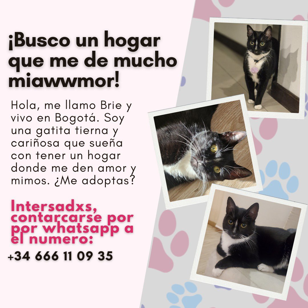 Letattiana's tweet photo. Brie busca hogar 🥹 #adopta #Adopción #gato https://t.co/lMEZWkG0Tu