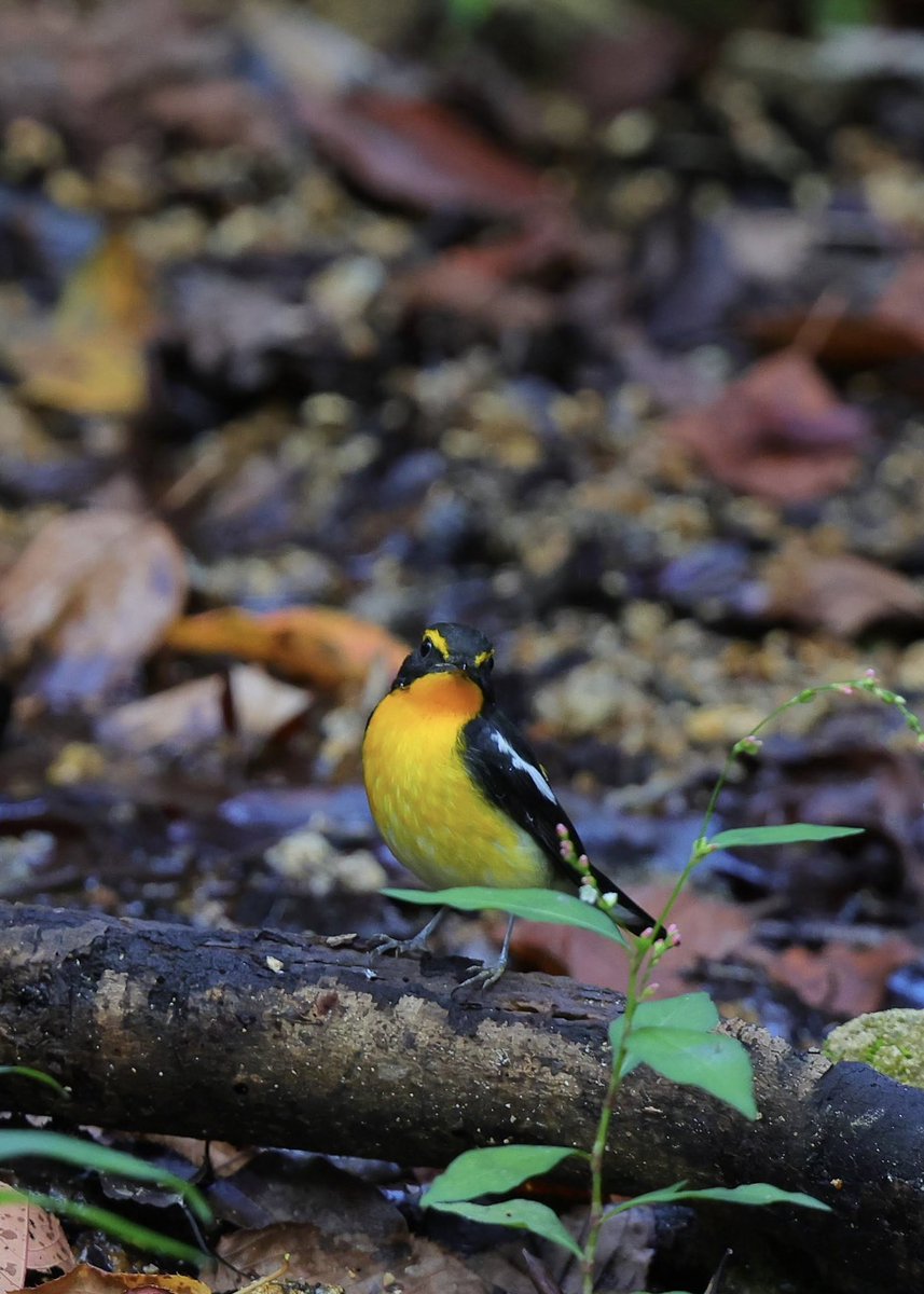 Photo7198315813's tweet photo. キビタキ♂
今季初です。
#キビタキ
#キビタキ♂
#里山
#Birdwatching https://t.co/NOdgSN37he