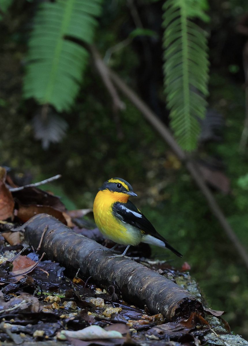 Photo7198315813's tweet photo. キビタキ♂
今季初です。
#キビタキ
#キビタキ♂
#里山
#Birdwatching https://t.co/NOdgSN37he