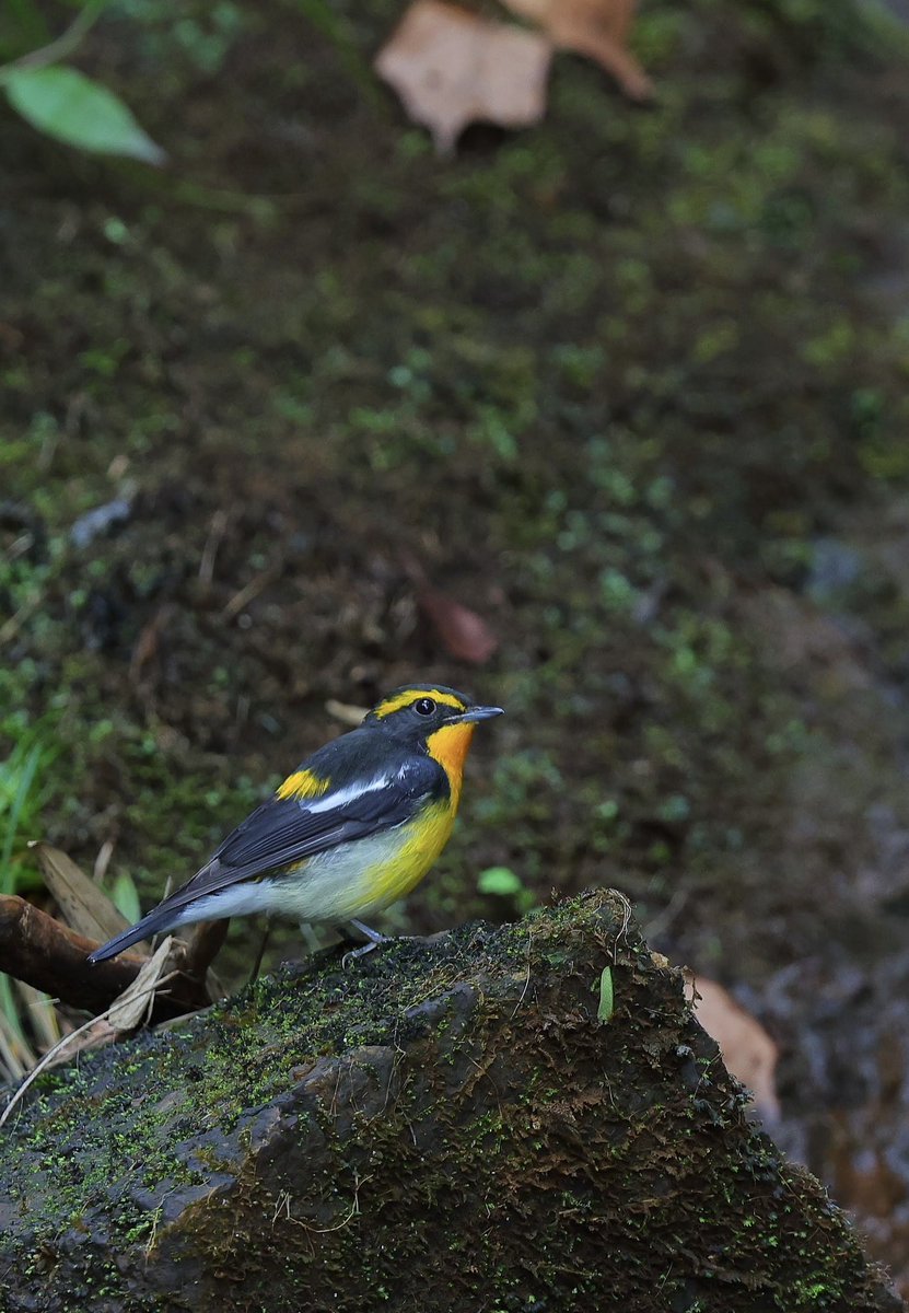 Photo7198315813's tweet photo. キビタキ♂
今季初です。
#キビタキ
#キビタキ♂
#里山
#Birdwatching https://t.co/NOdgSN37he