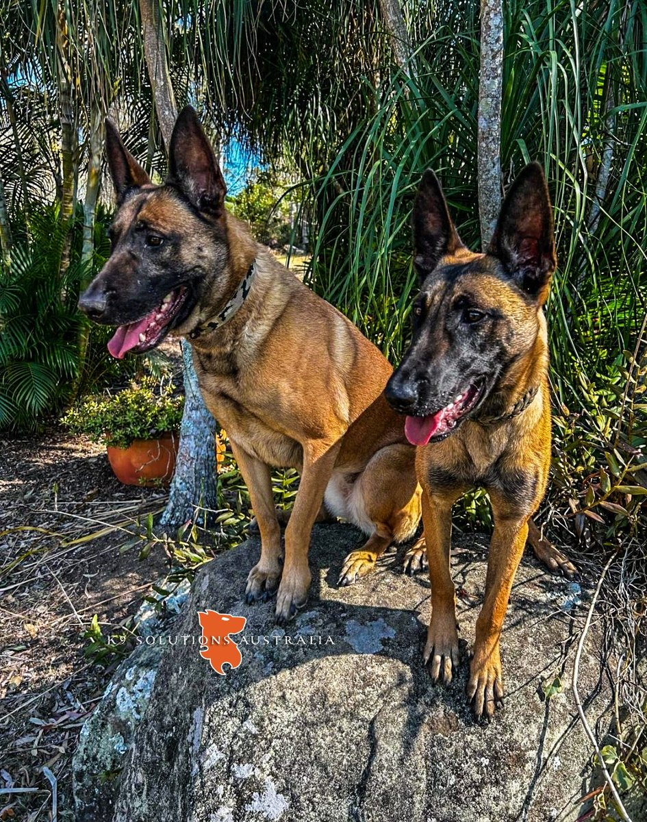 ASHIA (Virtus House Kennel ALPHA Litter) &amp; EVEE (Virtus House Kennel ECHO Litter) - 2 peas in a pod.

#DESLEYthedeveloper #VirtusHouseKennel 
#malinois #K9SolutionsAustralia