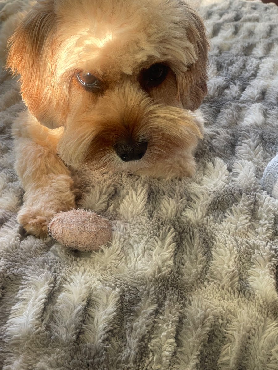 He'll never let you get his favorite ball .