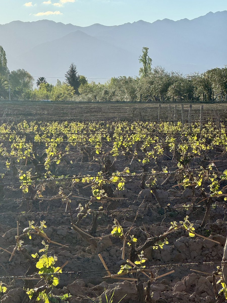 amanecer de las viejitas en atardecer en Viña 1924