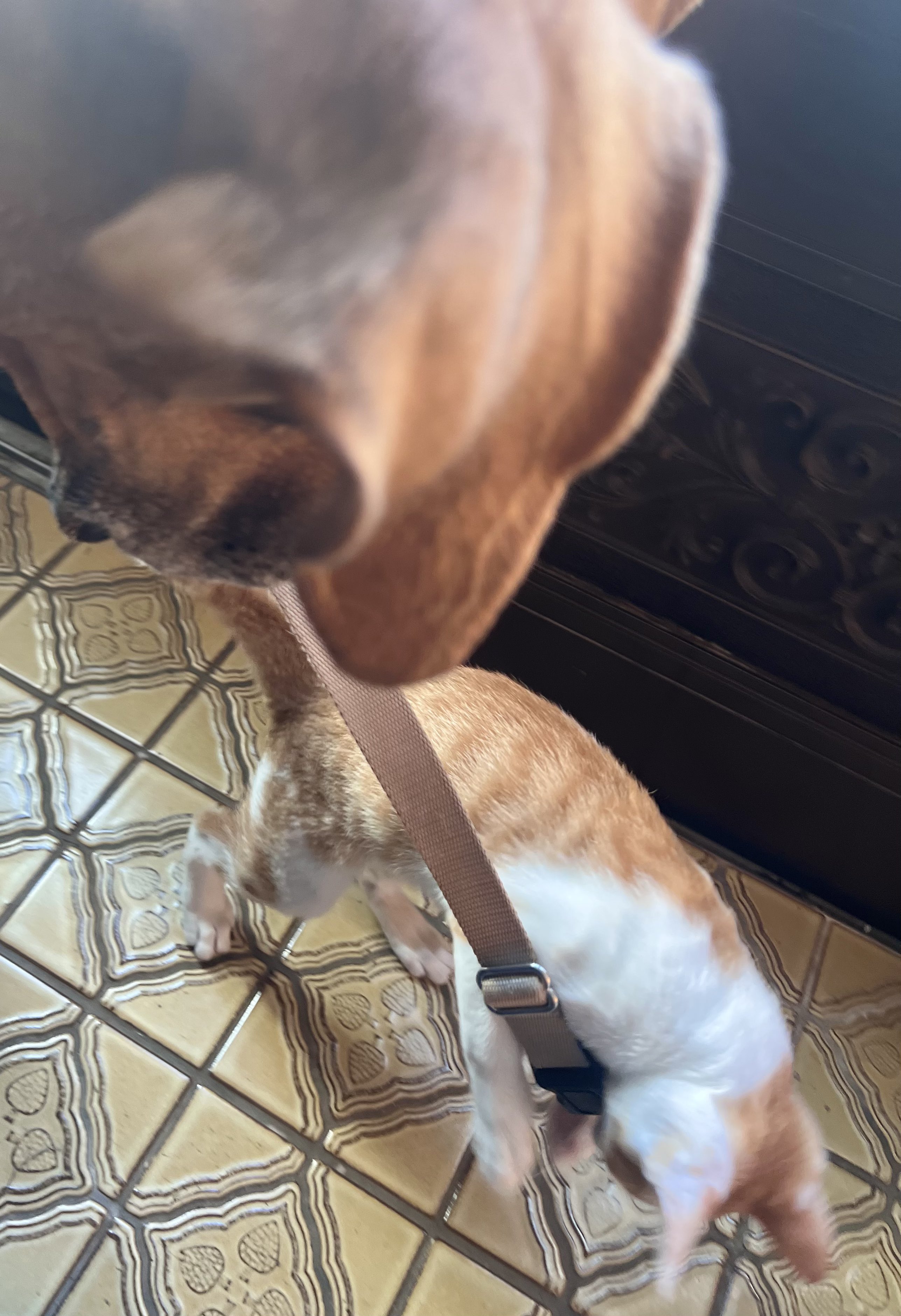 リアル猫と犬 リアル猫と犬