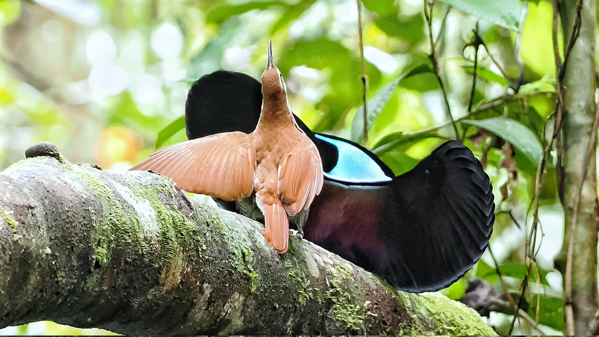 I think of all the incredible birds in West Papua, perhaps the most memorable of a recent trip was seeing Magnificent Riflebird displaying - the sounds, the dance....as good as gets