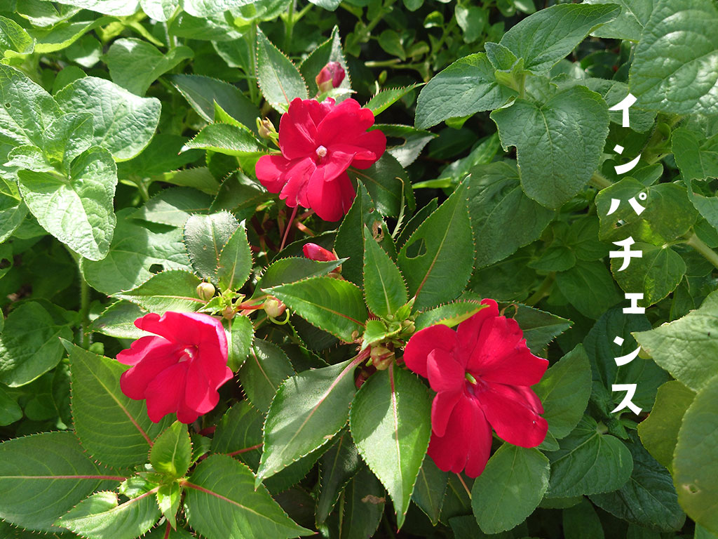 HiroWorksWeb's tweet image. 花さんぽ日記🌸
今日は、インパチェンス(アフリカホウセンカ)😊
日陰でも元気に育つ、頼もしいお花💪
5月から11月頃まで、長く楽しませてくれます。
品種もさまざまで、こちらは一重咲き😊
丸みのある花びらが、何とも可愛いです🩷
#インパチェンス
#大阪花散歩
#花とデザイン
#キリギリスのフォント