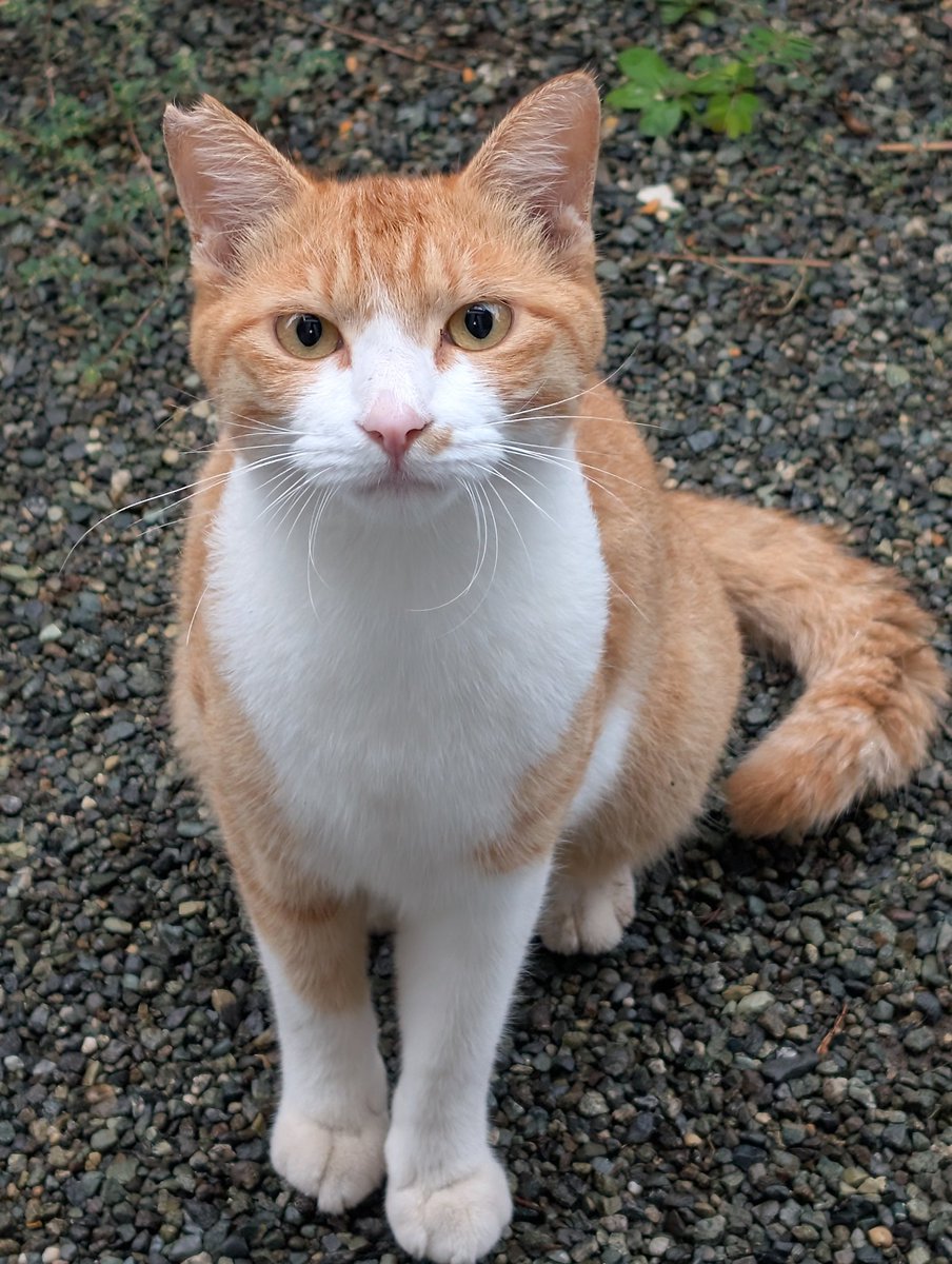 おはようございます

また　助けを求めて訪問して来ました。
去勢済みのさくら猫ちゃん
何処かのお家から脱走したのか?