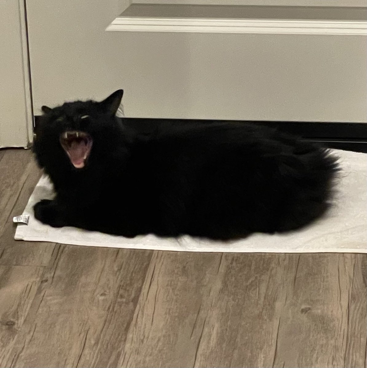 Frankie the Vampurrrrr 🖤