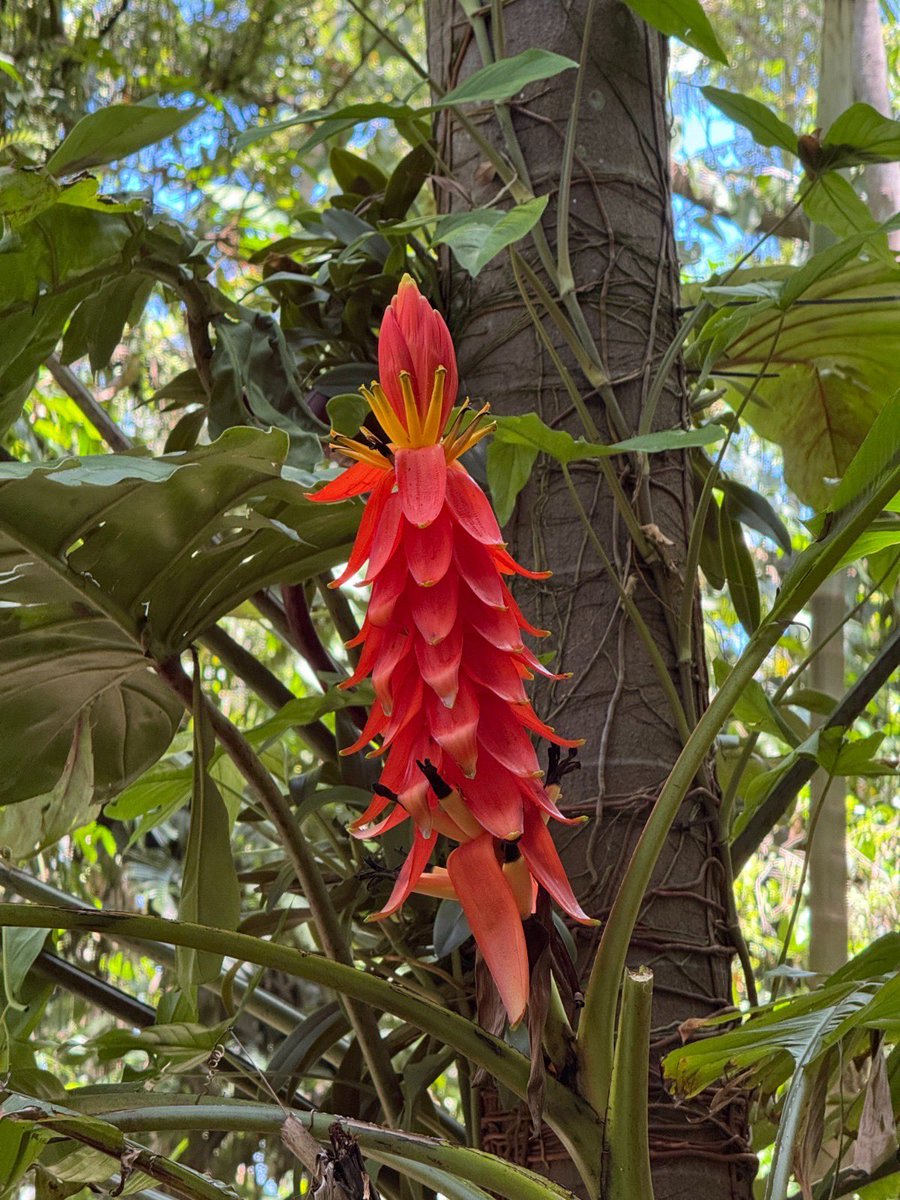 DrKhoddam's tweet image. Ornamental horticulture = $6.69B/yr &amp;amp; growing fast. Our study on Musa haekkinenii shows how #lightintensity &amp;amp; #watersources drive adaptations in this high-value ornamental.

🔗 lnkd.in/eNuPyYDp

Thanks @brettjestrow &amp;amp; @fairchildgarden 🌿

#ornamentalhorticulture #FIU