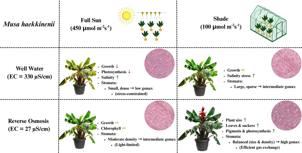 DrKhoddam's tweet image. Ornamental horticulture = $6.69B/yr &amp;amp; growing fast. Our study on Musa haekkinenii shows how #lightintensity &amp;amp; #watersources drive adaptations in this high-value ornamental.

🔗 lnkd.in/eNuPyYDp

Thanks @brettjestrow &amp;amp; @fairchildgarden 🌿

#ornamentalhorticulture #FIU