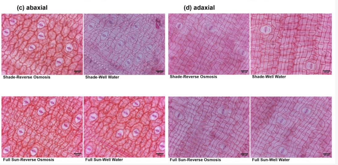 DrKhoddam's tweet image. Ornamental horticulture = $6.69B/yr &amp;amp; growing fast. Our study on Musa haekkinenii shows how #lightintensity &amp;amp; #watersources drive adaptations in this high-value ornamental.

🔗 lnkd.in/eNuPyYDp

Thanks @brettjestrow &amp;amp; @fairchildgarden 🌿

#ornamentalhorticulture #FIU