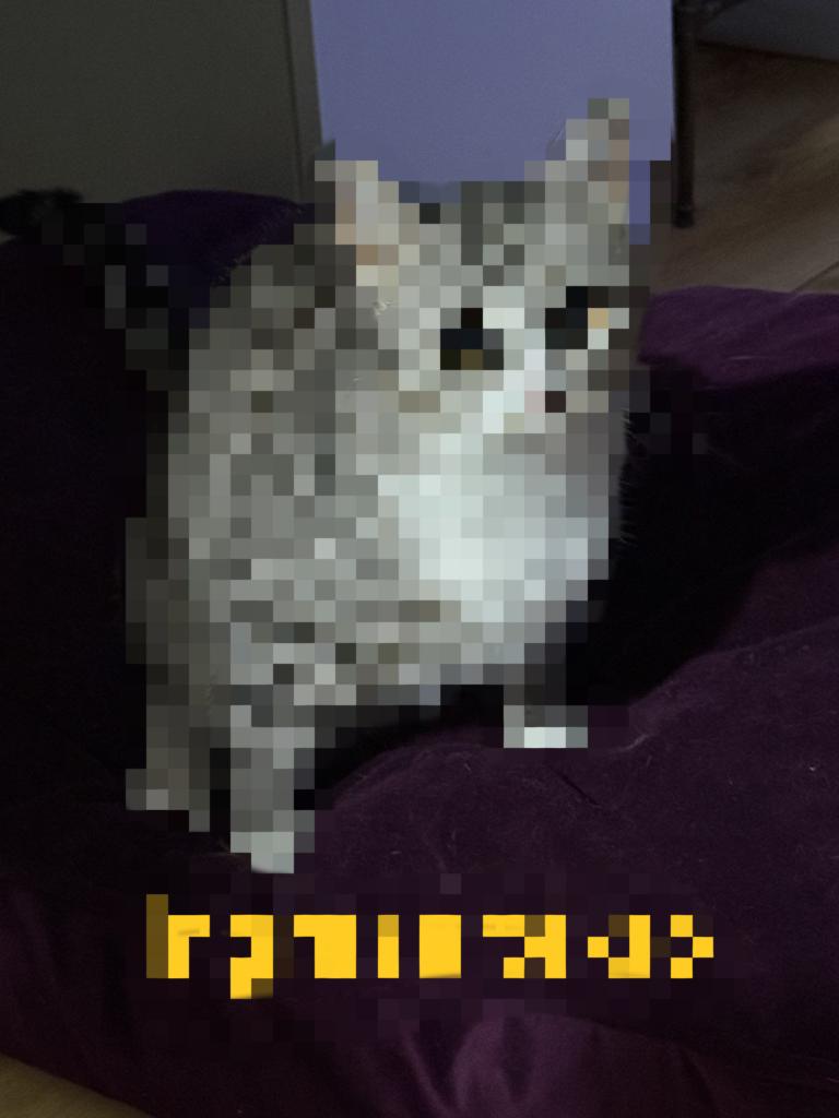 MyDearestAlice 😼🍩 tweet media