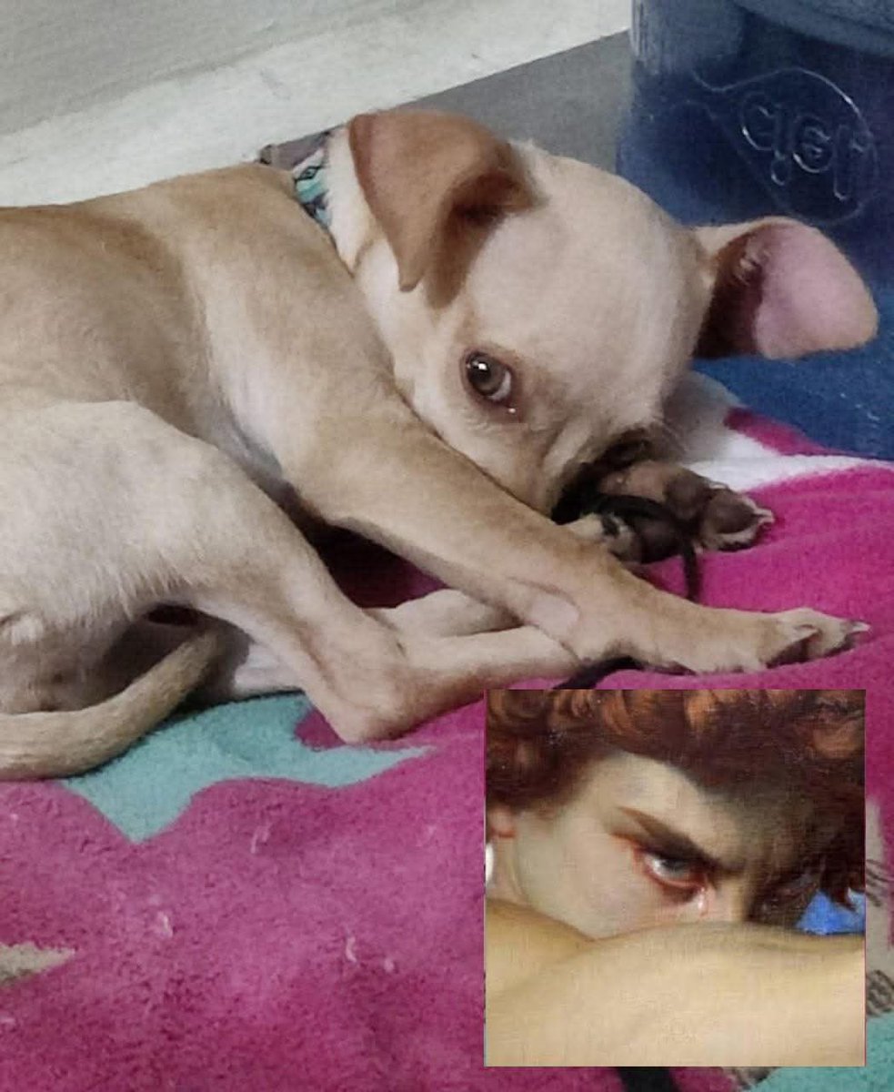 💖 (@twaniimals) on Twitter photo 