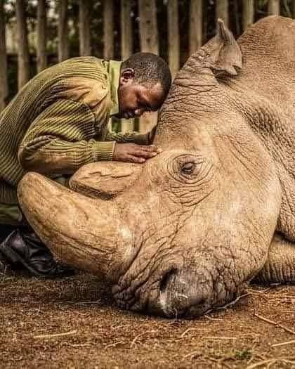 这张令人难忘的照片，记录了约瑟夫·瓦奇拉在肯尼亚奥佩杰塔自然保护区，温柔地安慰着苏丹——地球上最后一头雄性北方白犀牛，在它离世前的最后时刻。苏丹，这只曾经威武的生命，被日夜照料并深爱着它的人们陪伴到生命的终点。