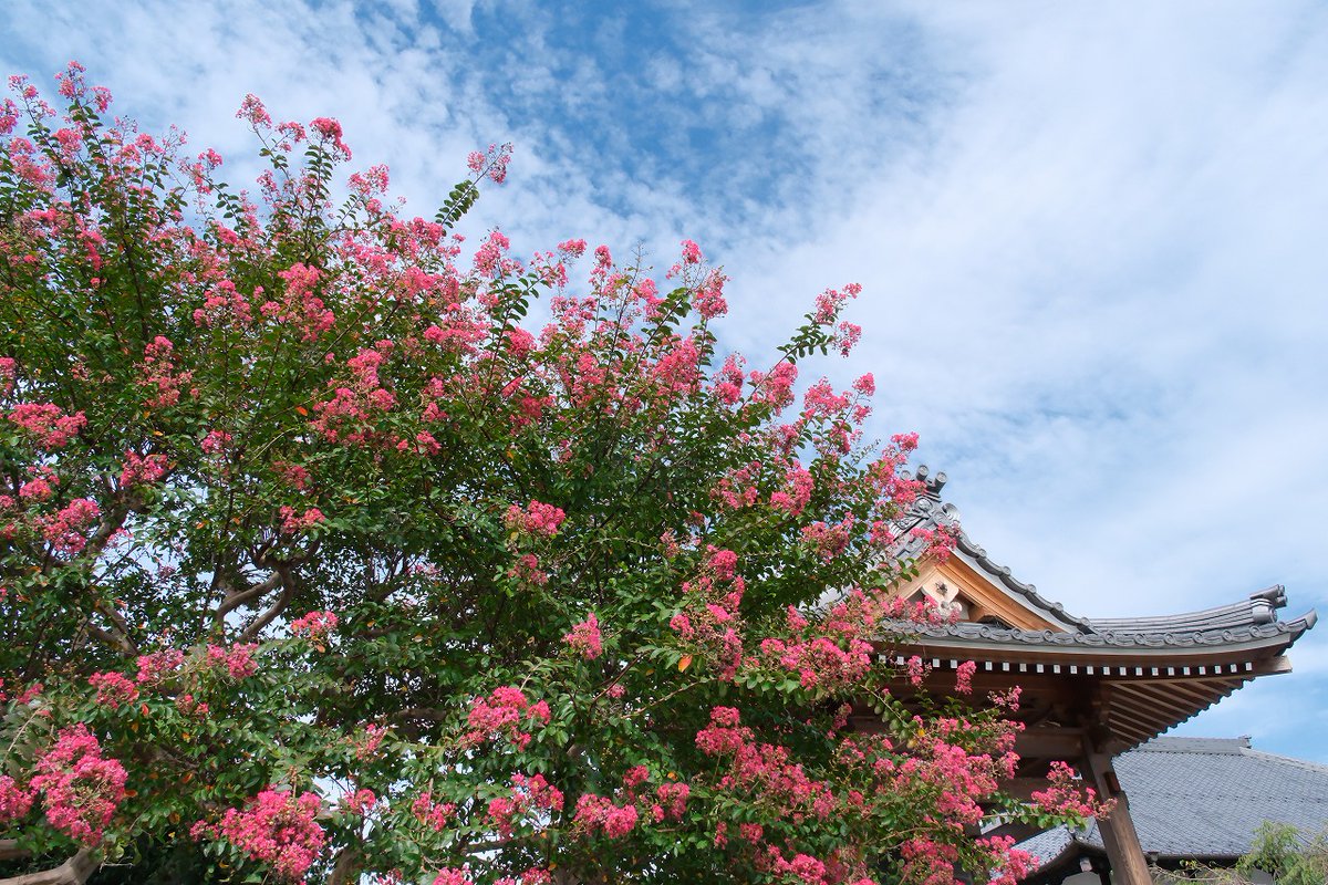 terrysongs1203's tweet photo. 栃木県栃木市岩舟町の成就院にて。
まだサルスベリが元気に咲いていました♪
2025.9.25撮影。

#栃木市 #成就院 #サルスベリ #tochigi_city #joujuin_temple #crape_myrtle #japan https://t.co/Sl8ZJZGIMq