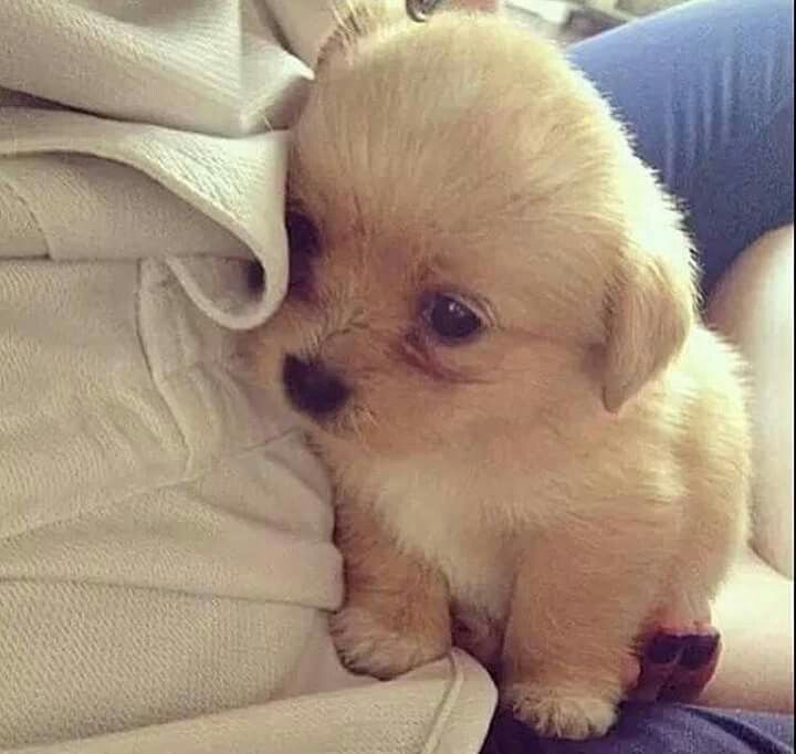 ykkmiguel2's tweet image. uma casinha simples... um trampo dahora... e um amor pra vida toda...