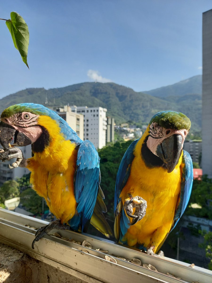 karelisjvc's tweet photo. 📸 1y2: Sol y Luna (der)
🌻La tarde:
🪶Empiezo el turno con la pareja con la que inicié el día...😂
🦜Repiten: Cielo y Plutón
📸
3: Plutón
4: Cielo
4/12 ⤵️
#guacamaya #macaw #papagayo #birds #birdphotography #aves #landscapecapture #love #Animalslover #Photographie #fotos https://t.co/2NWMTb8yZR