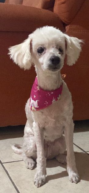 Nunca me preparé para dejar ir a mi perrita, y ahora que le tocó partir me destrozó el corazón. Te amo mucho mi puppy 🫰🏾