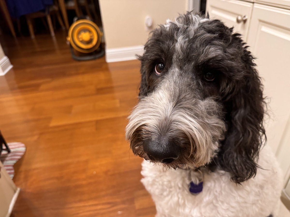 TheMikeHenning's tweet image. Treats will spoil your dinner Lily
#Sheepadoodle #TreatTime