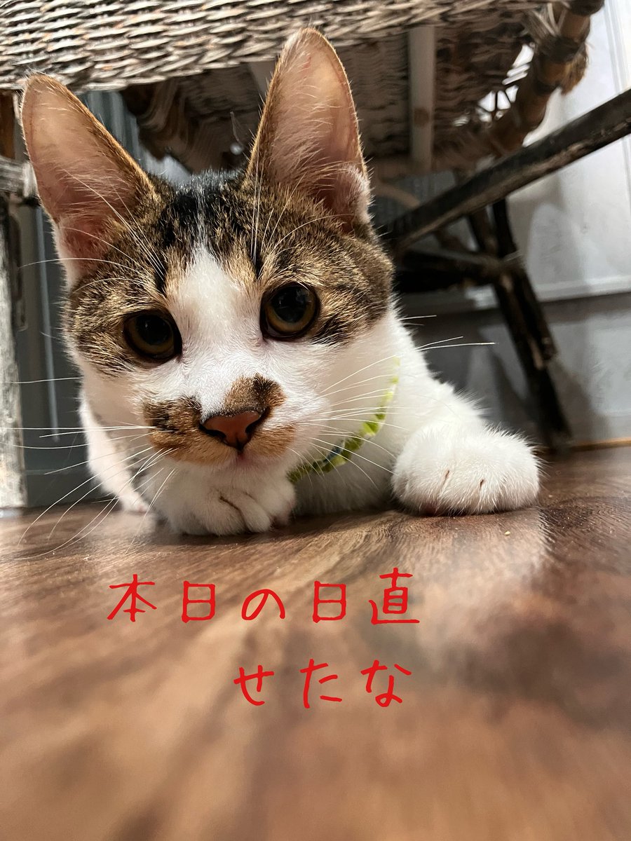 ねこたまご日誌 日直 せたな

みんなー聞いてー‼️
せたなまだカフェで頑張ってる💪🏻
いっぱい子猫入居して新鮮味にかけるかもだけど、せたななりにアピール頑張る💪
この頑張りに気付いてくれたそこのあなた‼️
迎えに来てください✨️

 #ねこたまご
 #ねこたまごプラスカフェ
 #迎え主募集中