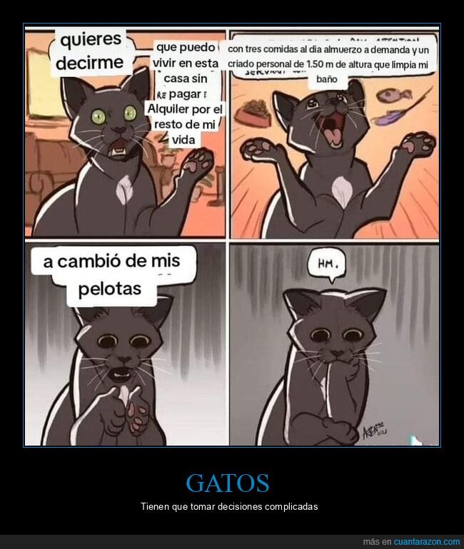 cuantarazon's tweet photo. Decisión felina https://t.co/IBDPOWF1xn https://t.co/lleFgpY9Zc
