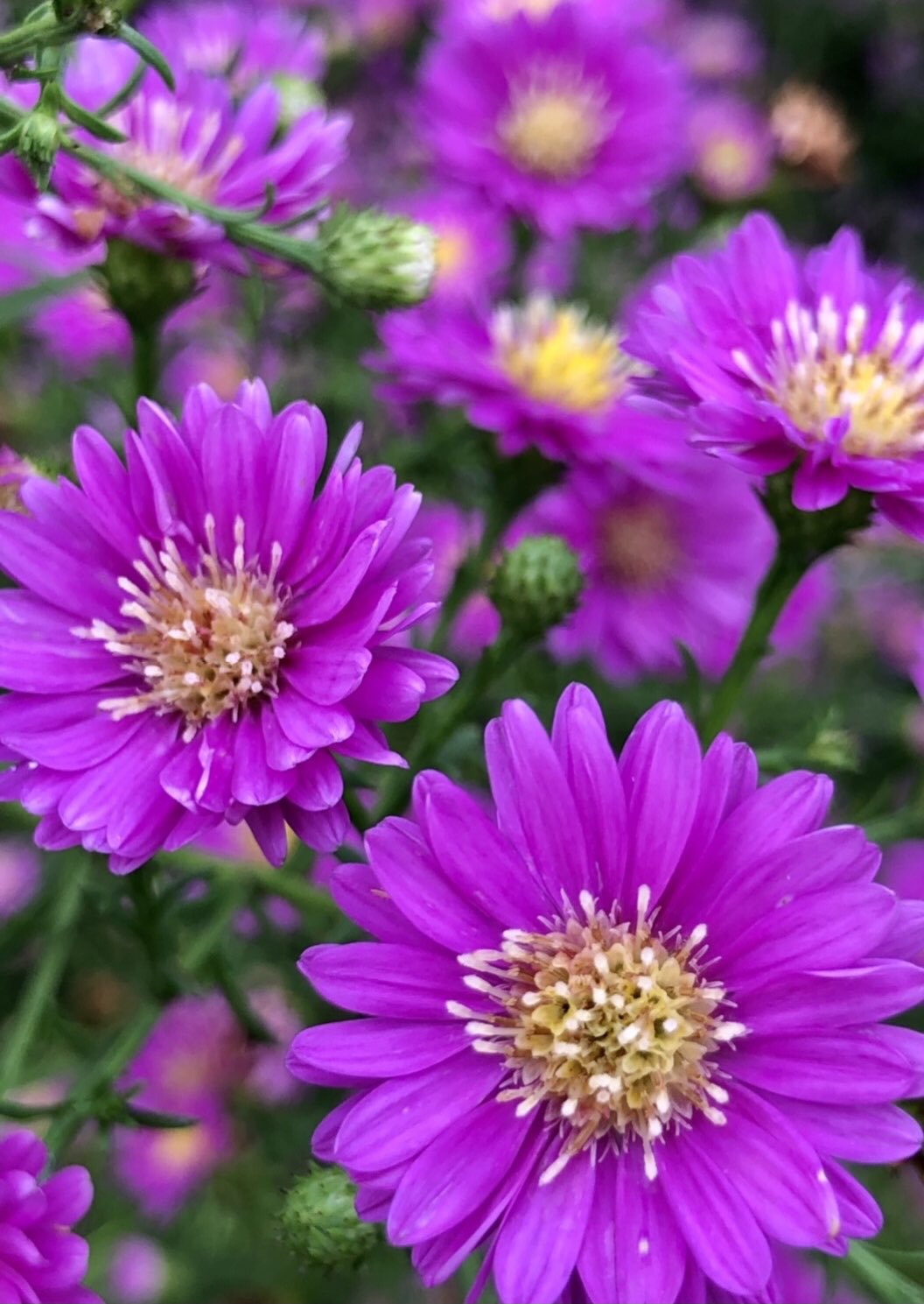 ひまわり❤ ひまわり出品 Amazon.co.jp: ZXHYWYM ひまわり キャンバス