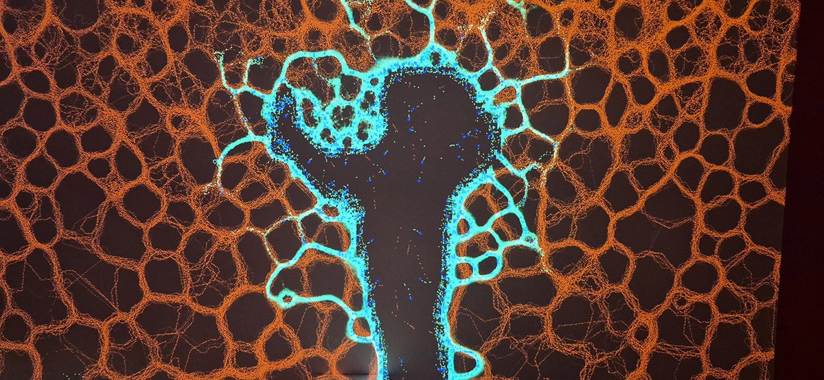 Genetic Moo tweet media