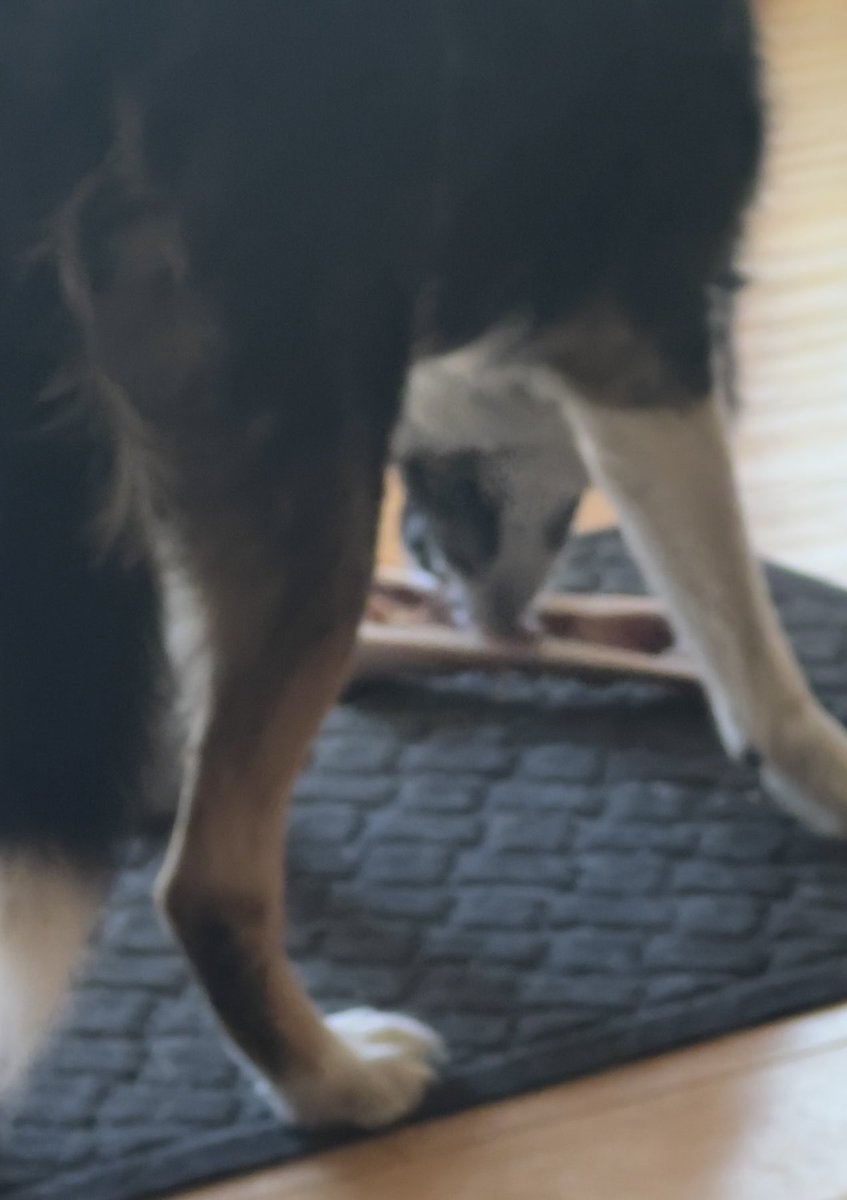Hey, Eden <a href="/stingl517/">Eden</a> !  I got my bone today as we thought!  Two days of good bones for us thanks to you. Yum! #bordercollie #dogsoftwitter #twitterdogcommunity
