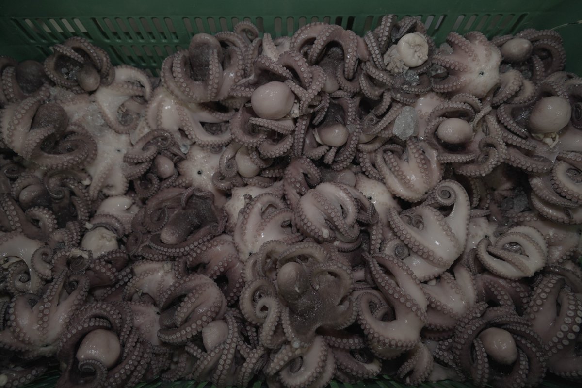 🎣¡Continúa la temporada de pesca del delicioso #PulpoMaya en la Península de Yucatán! 🐙👉 Al comprar o pescar, recuerda respetar la talla mínima de captura (110mm de longitud de manto) indicada por @imipasmex, para permitir que su población se recupere adecuadamente.