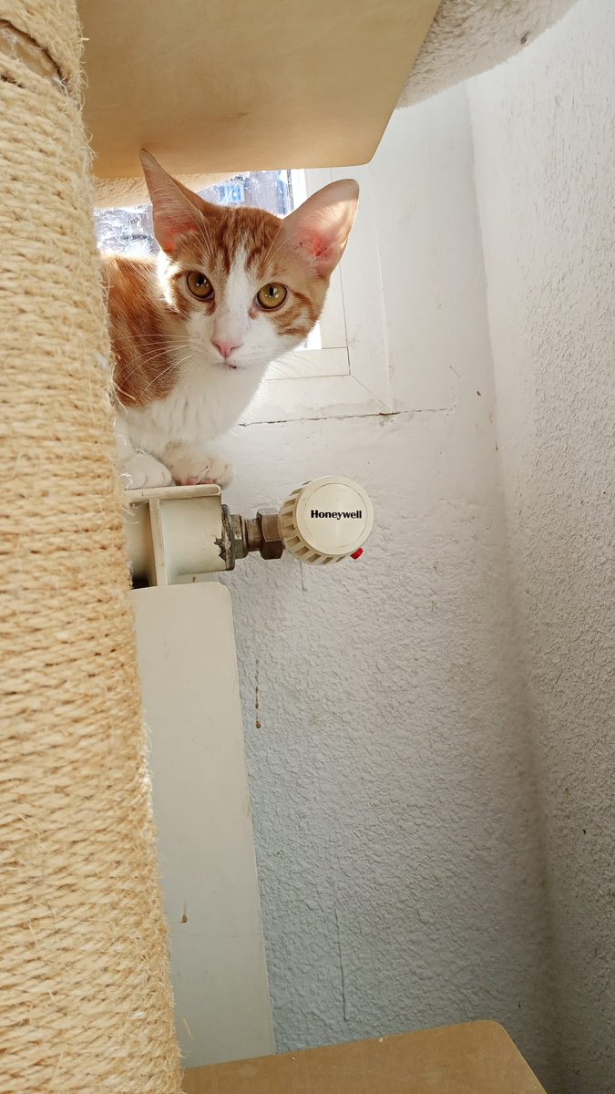 Tienen 5 meses solo y están sanos, pero están acogidos de forma provisional, la mujer tiene la casa llena de gatos y no puede tenerlos mucho 😞😢😭
Madrid, podrían viajar 🙏
+34 660 11 33 10