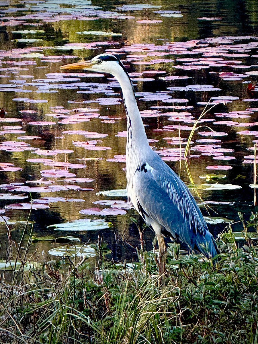 harryrberg's tweet photo. Silent guardian by the lilies. 🪷✨
#Heron #WildlifePhotography #NatureMagic #PondLife #FeatheredBeauty #NatureVibes https://t.co/1mcJrbFCPg