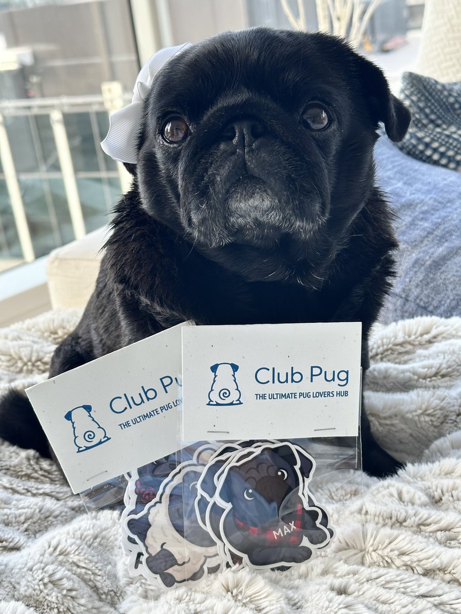 JoinClubPug's tweet photo. Congrats to Piggie and Max for being selected as winners of our very first personalized #pug sticker giveaway! 

Join the fun 🎉and our community to be entered into our next giveaway, with all new prizes! Sign up for free  https://t.co/oO8YcO5uEP

 #puglove #puglife #blackpug https://t.co/ggQxzzqfDB