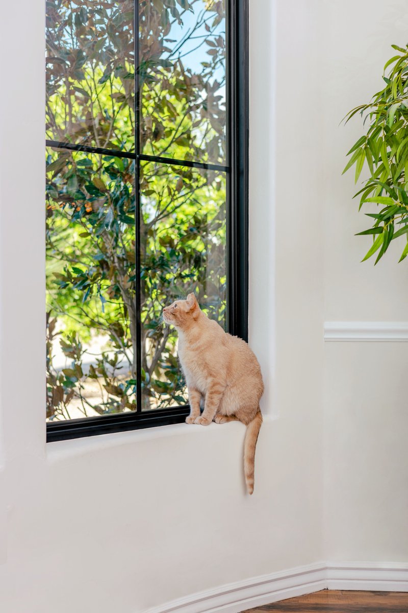 MountainWestWD's tweet image. Framed views aren’t just for people, our furry friends love them too. 🐾🐱

#MarvinWindows #ElevatedDesign #BetterByDesign #HomeInspiration #ModernLiving #MountainWestWindowsAndDoors
