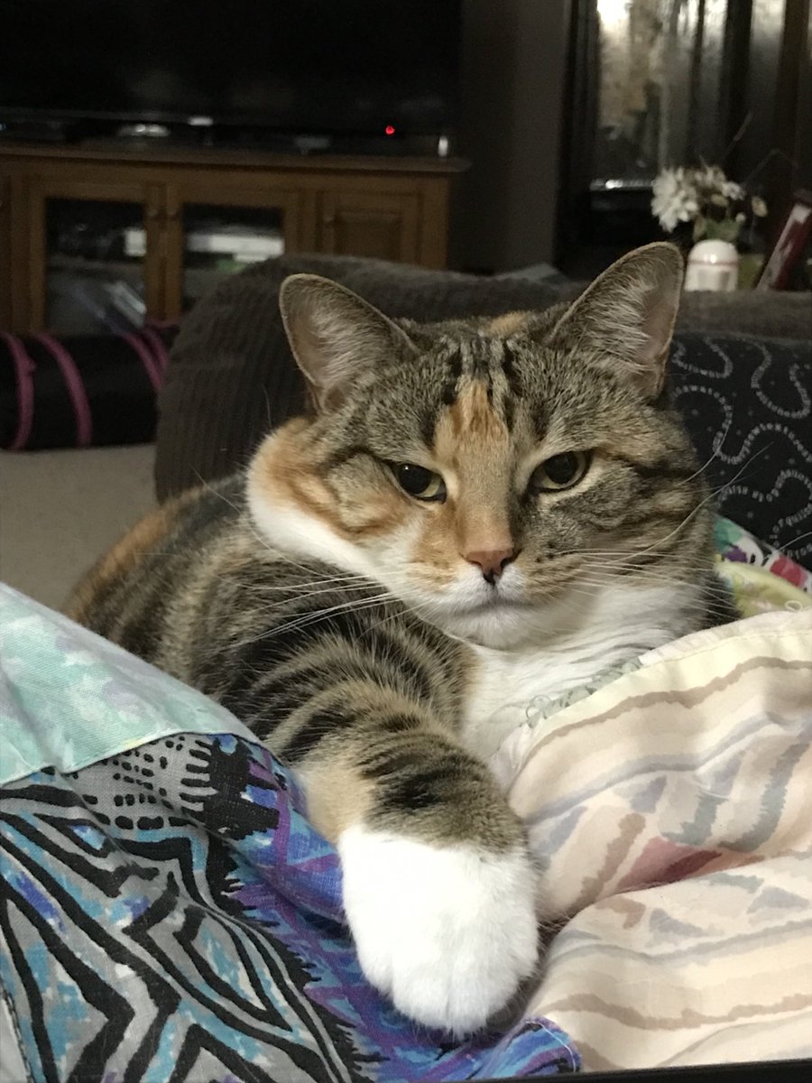 nipparb's tweet photo. My ol buddy, ol pal, ol chum😻 https://t.co/RKMFSGuu2P