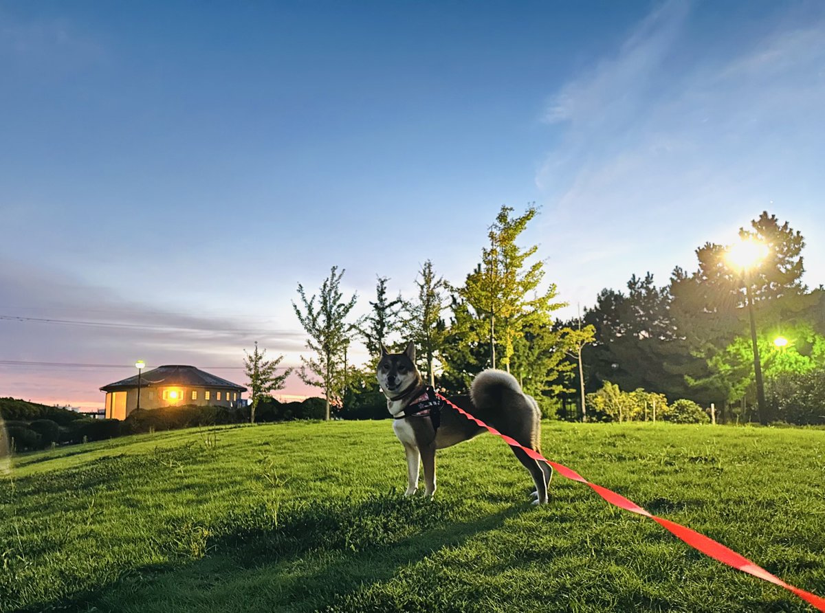 起きる時間少し遅くなったけど
日が昇る時間も遅くなって
結局あさんぽ暗い😂😂
