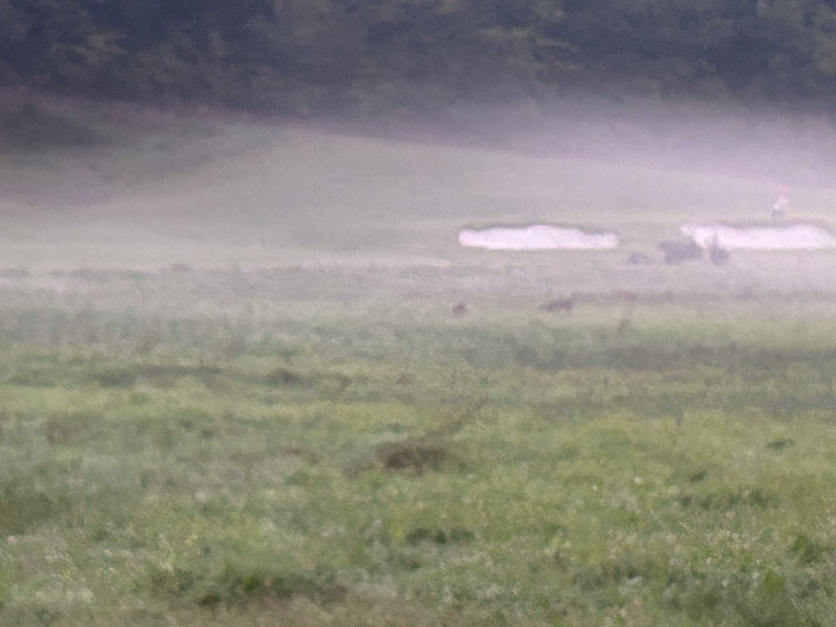 Eddie Roach Jr, CGCS tweet media