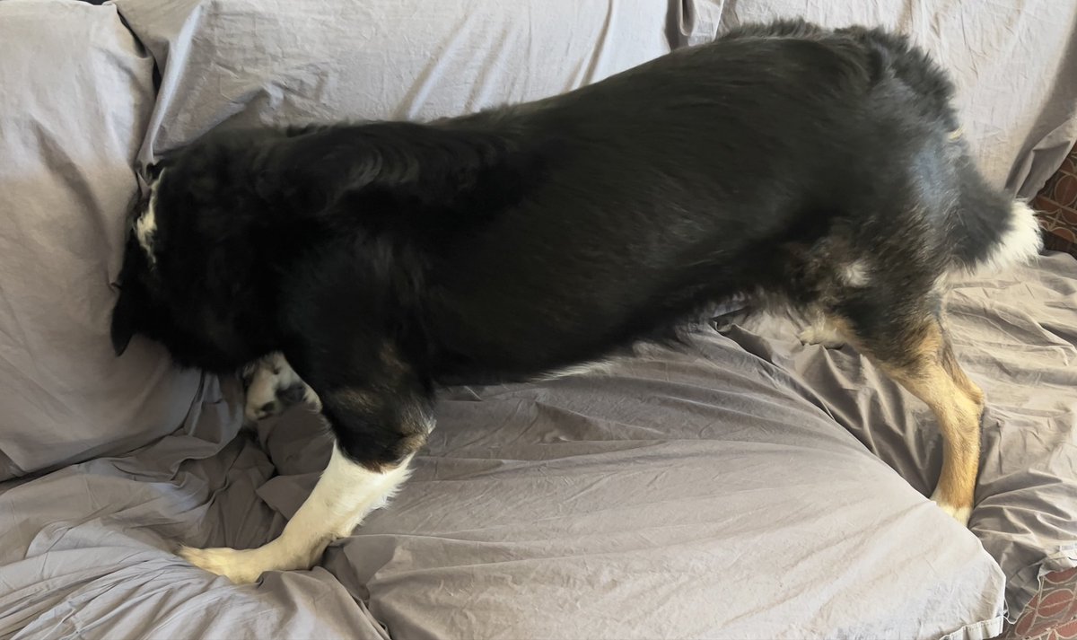 And, of course, it’s important to wipe the mouth after that delicious bone! #twitterdogcommunity #dogsoftwitter #bordercollie