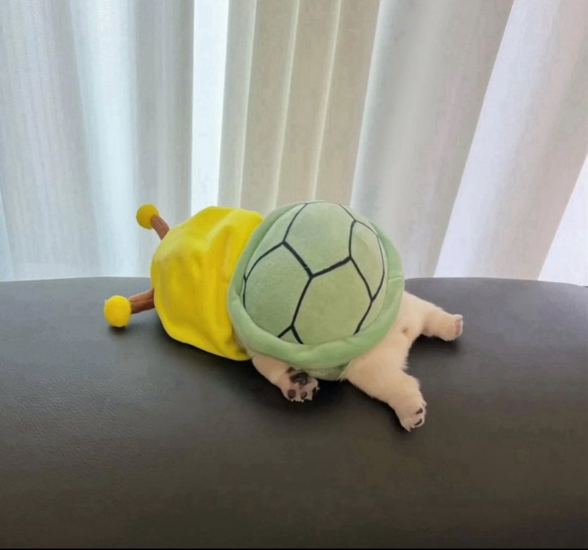 PibblePage's tweet image. me when you don&apos;t wash my belly